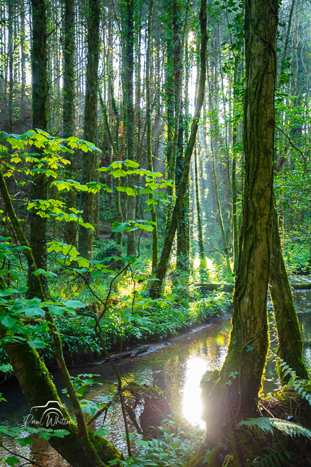 Tintern Forest